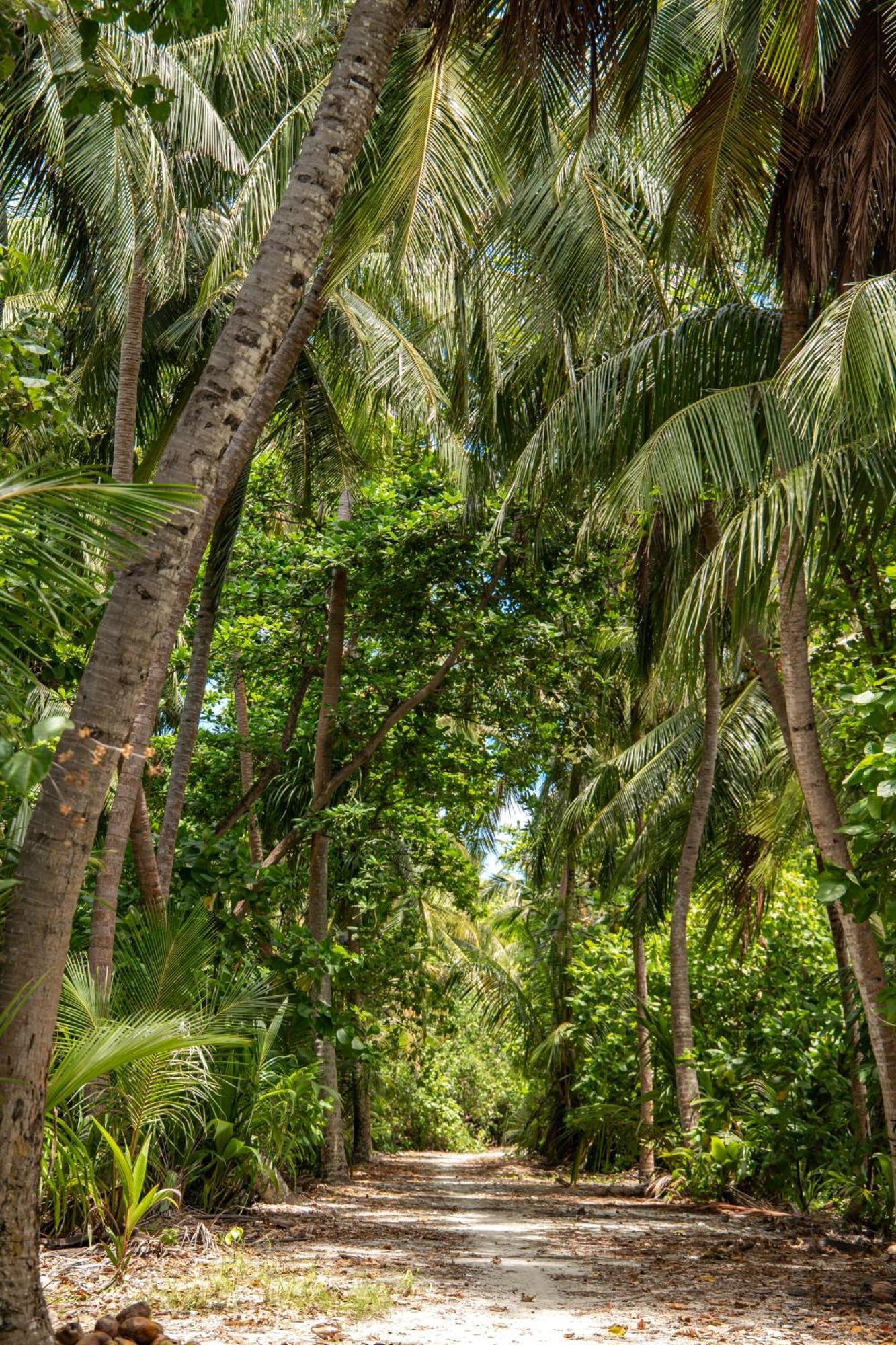 ホテル Tropical Tree Fehendhoo エクステリア 写真